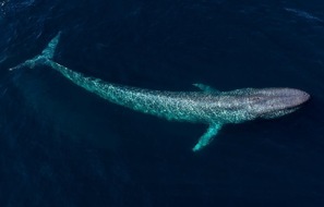 Whale & Dolphin Conservation gGmbH: Einladung zur Pressekonferenz: Klima-COP29 | Neues Tool als Gamechanger für die Klima- und Biodiversitätspolitik