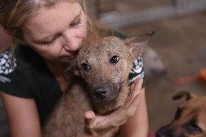 Besitzer von Hundeschlachthaus zu zwölf Monaten Haft verurteilt