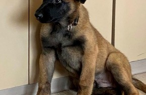 Polizei Hagen: POL-HA: Neuer Diensthund Hawk