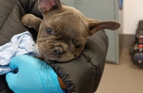 Bundespolizeidirektion München: Bundespolizeidirektion München: Hundewelpen aus dem Verkehr gezogen Bundespolizei Waidhaus stoppt illegalen Tiertransport