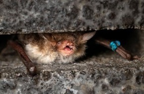 Heinz Sielmann Stiftung: PM Erfolgreiche Abhöraktion: Forscher finden Fledermäuse in der Kyritz-Ruppiner Heide