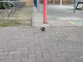 Igel: Jetzt heißt es Fettreserven anlegen