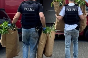 Polizei Rhein-Erft-Kreis: POL-REK: 240709-3: Cannabispflanzen und Pilze sichergestellt
