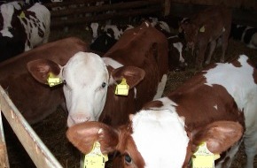VIER PFOTEN - Stiftung für Tierschutz: Vier Pfoten: Schlachthöfe stiften zu Tierquälerei an - Strafanzeige gegen "weisses" Kalbfleisch