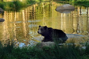 VIER PFOTEN: Tötung von zwei Braunbären in dänischem Zoo war Missmanagement