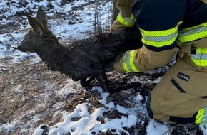 Feuerwehr Stuttgart: FW Stuttgart: Feuerwehr rettet Reh aus Wassergrube