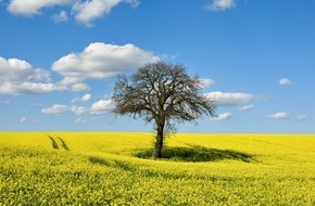 UFOP e.V.: Rapsbl&uuml;te 2026 / Regional erzeugt, vielseitig genutzt: Raps st&auml;rkt Versorgungssicherheit