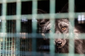 VIER PFOTEN - Stiftung für Tierschutz: Le créateur parisien haut de gamme Ba&sh s'affranchit de la fourrure