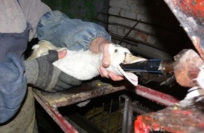 VIER PFOTEN - Stiftung für Tierschutz: Une victoire pour le bien-être animal: Le Conseil national ne veut plus de foie gras produit de manière cruelle pour les animaux