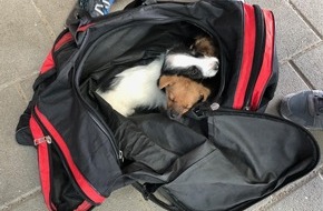 Bundespolizeidirektion Berlin: BPOLD-B: Bundespolizei findet Hundewelpen in Sporttasche