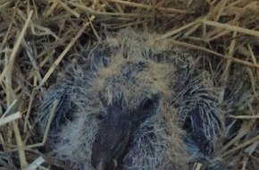 Polizeidirektion Lübeck: POL-HL: HL-Innenstadt / Rettung eines Taubenkükens