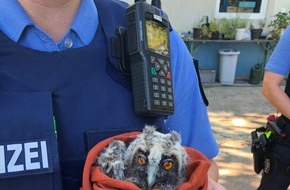 Polizeidirektion Landau: POL-PDLD: Landau: Kleine Waldohreule gerettet