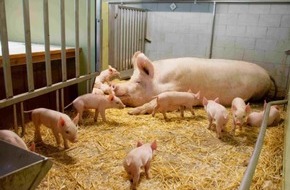 LID Pressecorner: Problematisches Medikament aus Schweizer Tierhaltung verbannt