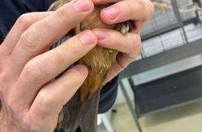 Hauptzollamt München: HZA-M: Zoll entdeckt seltene Singvögel