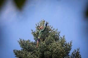 toom Baumarkt GmbH: Faire Tannen - Faire Weihnachten / toom sorgt für sichere Samenernte in Georgien