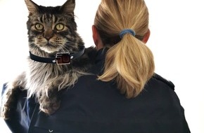 Polizei Hagen: POL-HA: Pilotprojekt Dienstkatze: Kater Amadeus bei der Polizei Hagen angekommen