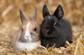ZZF – Zentralverband der Heimtierbranche e.V.: Kaninchen im Außengehege: ZZF gibt Tipps für die tiergerechte Haltung im Winter