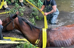 Feuerwehr Gemeinde Rheurdt: FW Rheurdt: Pferderettung mit Happy End: Feuerwehr befreit "Showtime" aus Wasser