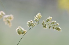 aha! Allergiezentrum Schweiz / aha! Centre d'Allergie Suisse: Comunicato stampa: una stagione pollinica all’insegna dei superlativi