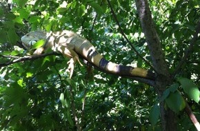 Polizeipräsidium Frankfurt am Main: POL-F: 130723 - 652 Bockenheim: Exotisches Reptil genießt die Freiheit - Bitte Foto beachten!