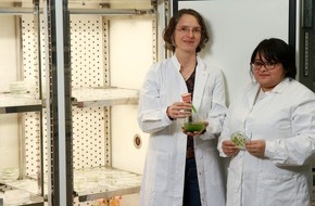Rheinland-Pfälzische Technische Universität Kaiserslautern-Landau (RPTU): Studie: Gruppe von Enzymen hilft in Chloroplasten beim Stressabbau