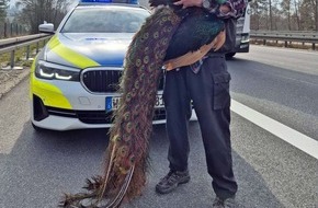 Polizeipr&auml;sidium Nordhessen - Kassel: POL-KS: Ausgeb&uuml;xter Pfau sorgt f&uuml;r Aufsehen und Verkehrsbehinderungen auf der Autobahn 44