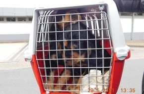 Polizeidirektion Hannover: POL-H: Bundesautobahn (BAB) 2: Polizei befreit Hundewelpen und ein Kätzchen