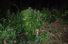 Polizei Rhein-Erft-Kreis: POL-REK: 200915-4: Spaziergänger fand Cannabisplantage - Bergheim