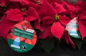 toom Baumarkt GmbH: Weihnachtssterne mit gutem Gewissen kaufen / toom stellt gesamtes Weihnachtsstern-Sortiment auf fair produzierte und gehandelte Pflanzen um