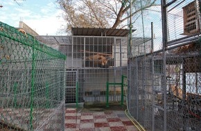 VIER PFOTEN - Stiftung für Tierschutz: Les ours albanais sont prêts au départ