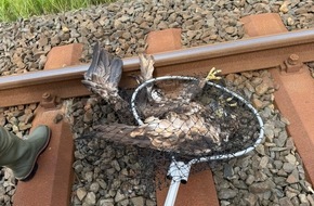 Bundespolizeiinspektion Flensburg: BPOL-FL: Seeadler aus den Gleisen geborgen