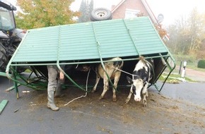 Polizeiinspektion Stade: POL-STD: Rinder kommen unter die Räder - Verkehrsunfall in Himmelpforten geht für Tiere glimpflich aus