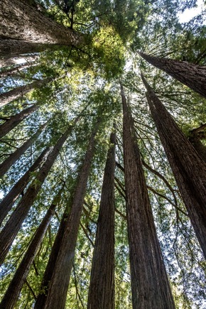 Santa Cruz County: Im Schatten der Mammutbäume