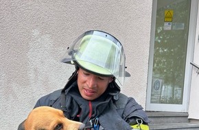 Feuerwehr Mainz: FW Mainz: Feuerwehr Mainz rettet dank aufmerksamer Nachbarn Beagle "Frank" aus verrauchter Wohnung
