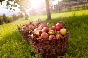 Deutschland - Mein Garten (eine Initiative der Bundesvereinigung der Erzeugerorganisationen Obst und Gemüse / BVEO): Tag des Deutschen Apfels: Äpfel, immer schon in aller Munde