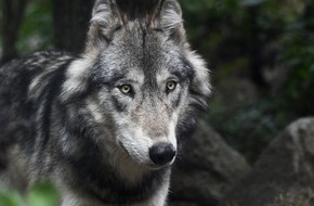 FREIE WÄHLER Niedersachsen: Freie Wähler Niedersachsen fordern klare und schnelle Lösungen im Wolfsmanagement