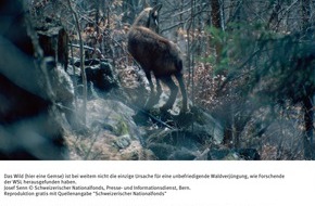 Schweizerischer Nationalfonds / Fonds national suisse: SNF: Bild des Monats Juli 2006: Wald und Wild: Eine Neubewertung