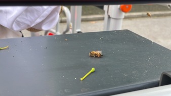 Feuerwehr Langenfeld: FW-Langenfeld: Bienenschwarm auf Abwegen