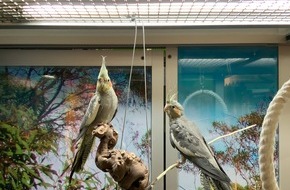 Zentralverband Zoologischer Fachbetriebe Deutschlands e.V. (ZZF): Ins rechte Licht gerückt: Wie sich Ziervögel wohlfühlen