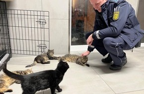 Polizeipräsidium Mannheim: POL-MA: Heidelberg: Babykatzen in Heidelberg-Kirchheim gefunden - Polizei sucht Besitzer
