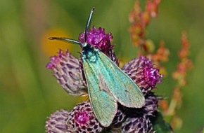 BUND: Ampfer-Grünwidderchen ist Schmetterling des Jahres 2023