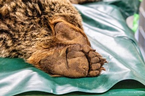 La santé est primordiale pour mener une meilleure vie d’ours: contrôle vétérinaire pour Sam à Arosa Terre des Ours