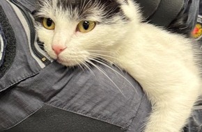 Bundespolizeiinspektion Bremen: BPOL-HB: Ungew&ouml;hnlicher Einsatz am Bremer Hauptbahnhof: Kooperationsstreife nimmt vierbeinigen Schwarzfahrer in Obhut