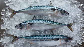 Marine Stewardship Council (MSC): Makrele in Seenot / Neue wissenschaftliche Empfehlung fordert Fangmengenkürzung um 77 %