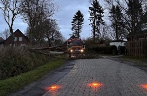 Freiwillige Feuerwehr Aurich: FW-AUR: Umgest&uuml;rzter Baum blockiert Stra&szlig;e
