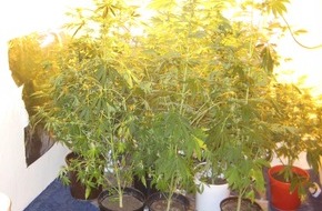 Polizeiinspektion Hameln-Pyrmont/Holzminden: POL-HM: Mann im Verdacht des illegalen Drogenanbaus / Polizei stellt Cannabispflanzen sicher
