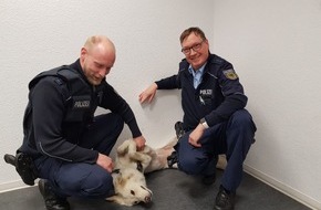 Bundespolizeidirektion Sankt Augustin: BPOL NRW: Im letzten Moment vor dem Zug gerettet
Bundespolizei Münster kann kleinen Hund von dem überfahren retten.
