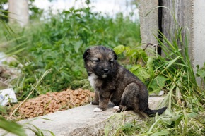 Au Kosovo, les chiens errants survivent au milieu des d&eacute;chets