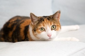 VIER PFOTEN - Stiftung für Tierschutz: So werden die Ferien auch für Haustiere schön