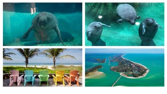 Bradenton Gulf Islands: Drei neue Manatees ziehen ins Rehazentrum der Bradenton Gulf Islands ein